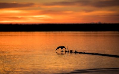 La paz empieza en la naturaleza