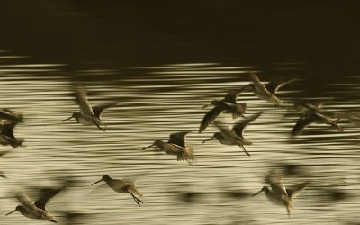 El Delta del Río Colorado como laboratorio de un futuro sostenible